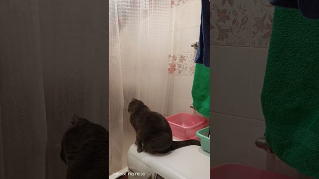 Кошка Дарси спасает хозяина в душе! смотреть онлайн