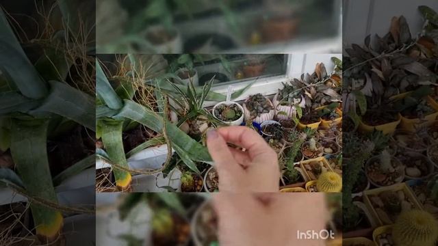 Как вывести кактусы из зимовки. Опасности марта. смотреть онлайн