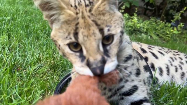 Сервал рычит и не отдает игрушку🐾 Serval Cat Growls 🐆