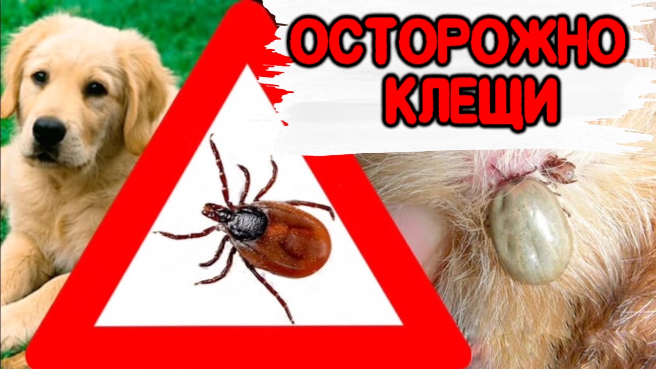 Осторожно клещи.