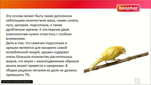 Кормление домашних птиц смотреть онлайн