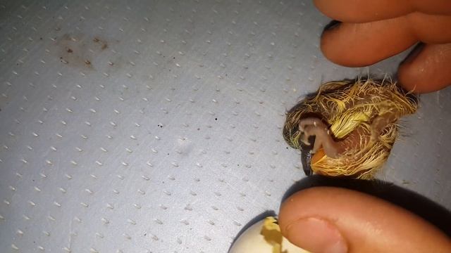 Инкубация голубиных яиц. (Птенец горлицы обыкновенной) смотреть онлайн