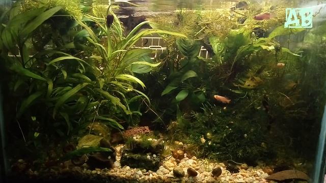 НОТОБРАНХИУСЫ РАХОВА И КОРИДОРАСЫ ПИГМЕИ ПЕРВЫЙ РАЗ ПРОБУЮТ МОТЫЛЬ НА ВКУС! смотреть онлайн