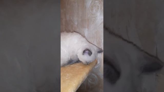 Шотландская кошечка с окрасом блю-поинт смотреть онлайн