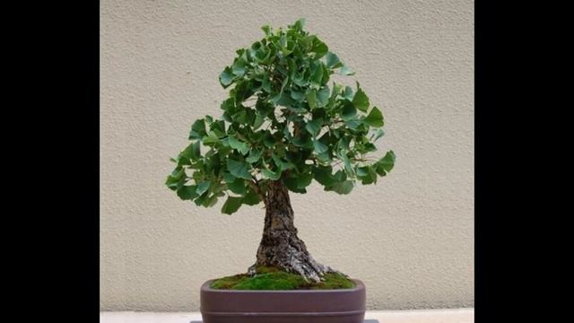 Ginkgo Biloba Bonsai Rare Seeds PART II