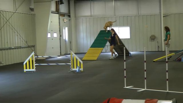 Sadie - August 25, 2012 - AKC Agility - Excellent A Standard 24" смотреть онлайн