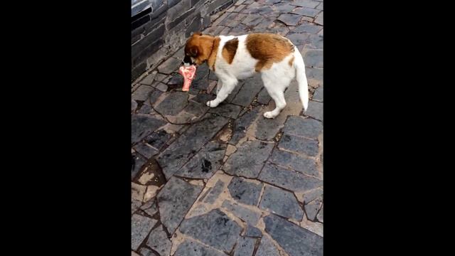 Funny Dog . Смешные собаки . The dog likes to guests . Собака любит гостей . Тузик . смотреть онлайн