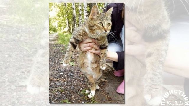 Несчастная кошка из последних сил звала своих малышей, но никто не откликался смотреть онлайн