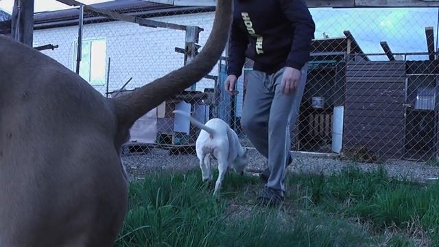 Питбули и Стаффы,ежедневно с ними.началась постройка клетки.