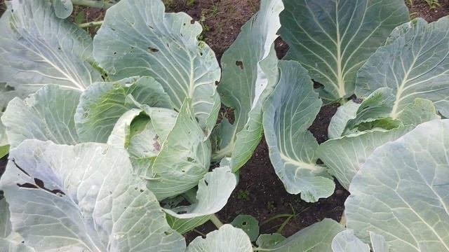 Уборка лука. Почему хорошо растет капуста? смотреть онлайн