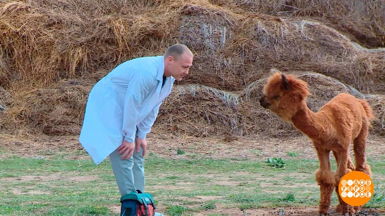 Айболит 2023. Доброе утро. Фрагмент выпуска от 31.08.2023