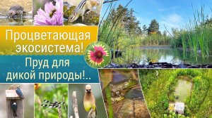 Маленький пруд для дикой природы!