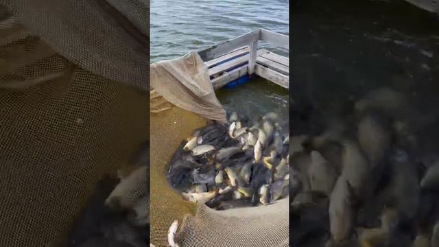 Платная рыбалка, пруд Черноморец 24.05.22. Запуск карпа- 500кг. Вес рыбы от 800г и до 1,5 кг. смотреть онлайн