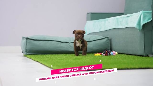 Они такие разные! Обзор 4 щенков породы Американский Булли. Кто их них продан, а кто ждет хозяина? смотреть онлайн