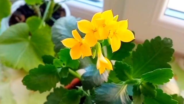 Каланхоэ. Размножение листом. смотреть онлайн