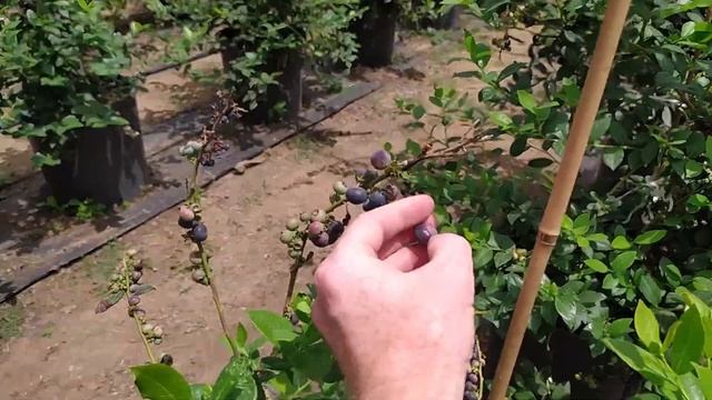 Ягодки ягодки, ягодки вкусняшки... Или как мы объедались спелыми плодами не отходя от куста. смотреть онлайн