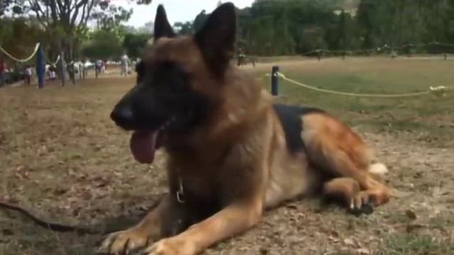 Gran Compañero Pastor Aleman Parte 1 смотреть онлайн