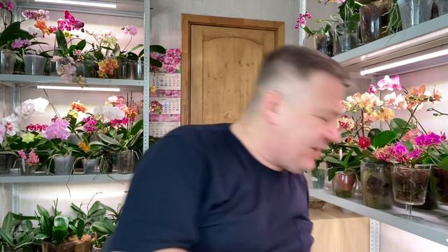 ПЕРВЫЕ ОРХИДЕИ новые в этом году и пьяняще ароматные орхидеи смотреть онлайн