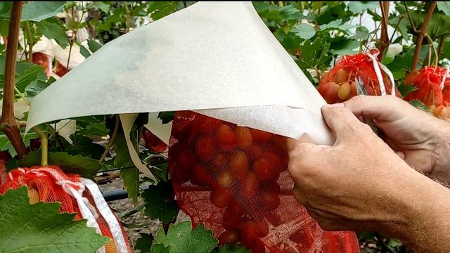 ? Как я СЛЯПАЛ КОЛПАЧКИ над гроздями ВИНОГРАДА от попадания воды внутрь! От треска и гнили ягод.