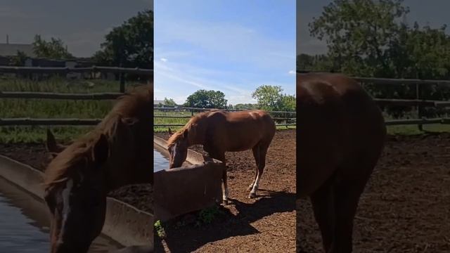 Лошади породы рысак: загон, поилки, организация выгула смотреть онлайн