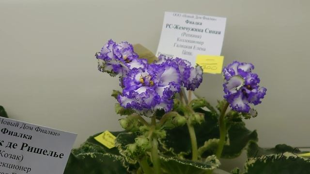 Обзор выставки "Осенний вернисаж-2020". Более 550 фиалок и геснериевых из регионов России. 30.10.20 смотреть онлайн