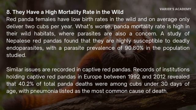 Top 15 Fascinating Facts on Red Panda| International red panda day| red panda |Varier's Academy смотреть онлайн