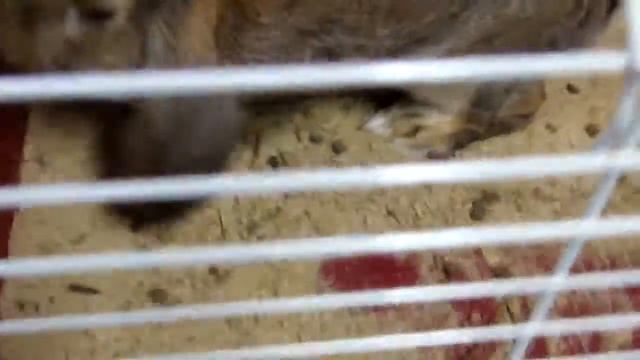 Порода кроликов Французский баран 1 смотреть онлайн