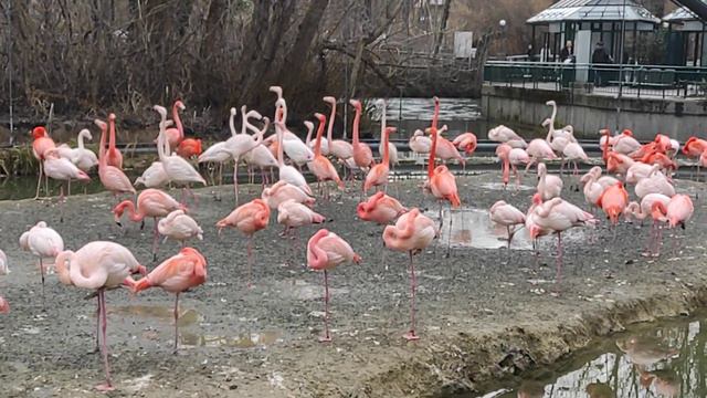 Розовый Фламинго / Pink flamingo смотреть онлайн