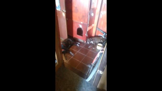 Как помирить собак за 2 минуты смотреть онлайн