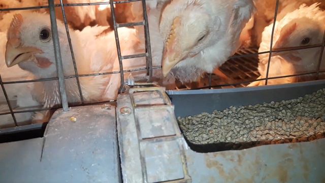 Бройлерам стало лучше