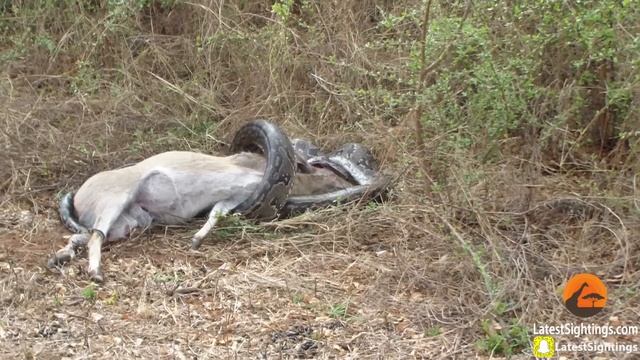 Python Tries To Escape Horns Piercing Through Head смотреть онлайн