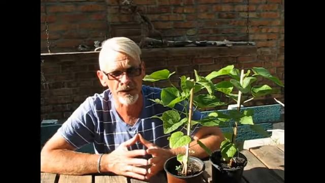 Катальпа  От посева семян до посадки