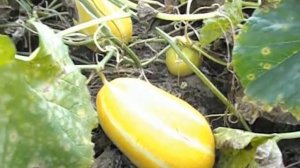 Корейская Ранняя Холодостойкая Мини Дыня Chamoe (참외) растёт в Подмосковье
