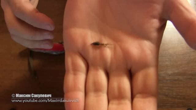 Victorinox - Как пользоваться Экстрактором для рыболовных крючков смотреть онлайн