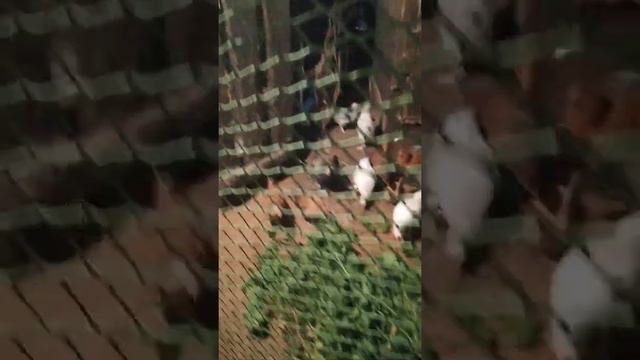 Расширили пространство для курочек #брама #кучинскаяюбилейная #жизньвдеревне #несушки #курочки смотреть онлайн