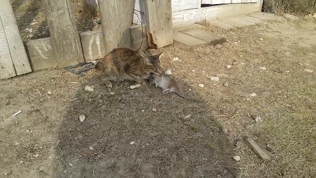 Кошка яростно загрызла крысу. смотреть онлайн