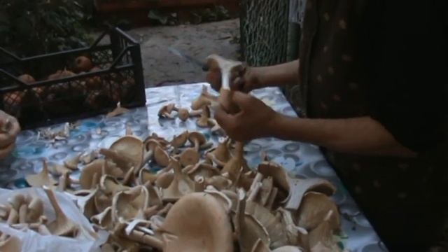 трудное дело -обработка грибов смотреть онлайн