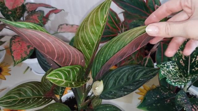 Обзор аглаонем