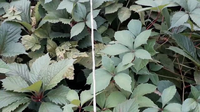 Обрезка девичьего винограда живой изгороди без опор смотреть онлайн