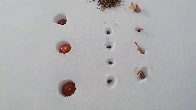 Огород "Зимний сад". Когда чешутся руки. смотреть онлайн