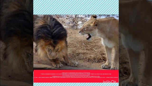 15 фактов про льва о которых вы незнали/Царь животных ЛЕВ ! смотреть онлайн