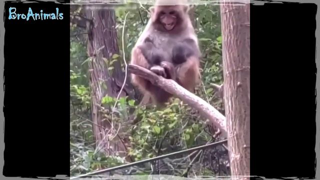 ПРИКОЛЫ С ОБЕЗЬЯНАМИ, СМЕШНЫЕ ОБЕЗЬЯНЫ ? FUNNY MONKEYS, FUN WITH MONKEYS #726 смотреть онлайн