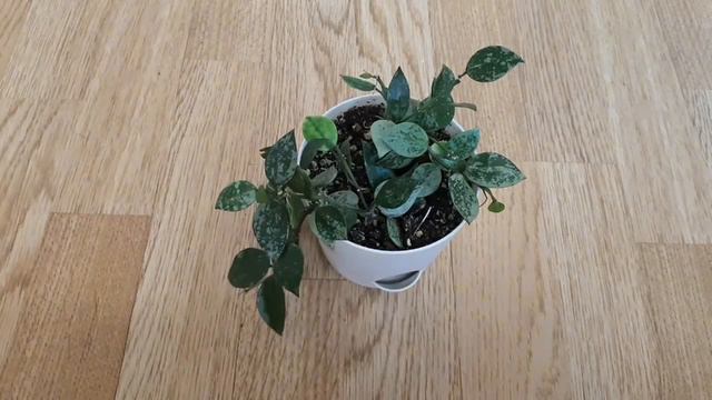 Хойи. Как подросли. Часть 9))