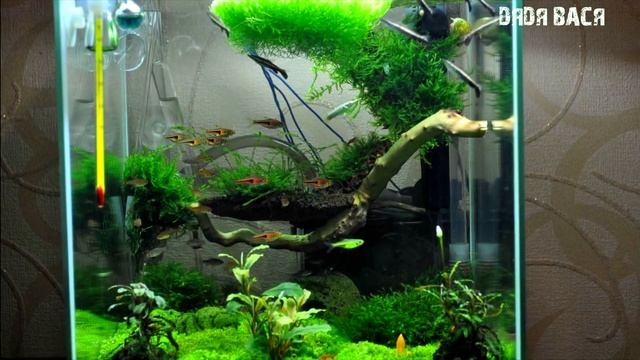 РИЧЧИЯ ПЛАВАЮЩАЯ В АКВАРИУМЕ! КАК ПРИКРЕПИТЬ НА ДНЕ, КАМНЕ, СОДЕРЖАНИЕ, РАЗМНОЖЕНИЕ, АМАНО! смотреть онлайн