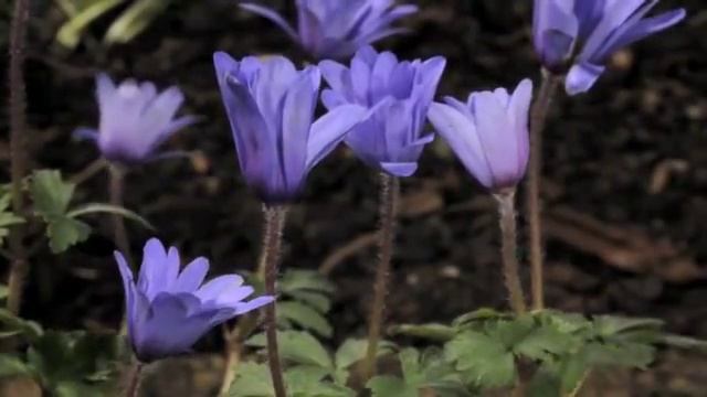 Anemone blanda 'Atrocaerulea' flower time lapse смотреть онлайн