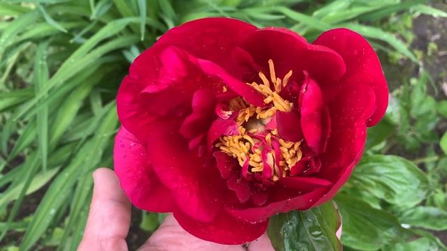 Peony 'Old Soldier' (Seidl / Bremer 2016)  ,channel : ПІОНИ-ВСЕ ПРО НИХ
