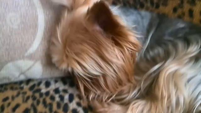 Мой пёс. Йорк ши р ский Терьер | Жорик смотреть онлайн