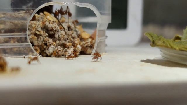 Попытка завести листорезов Atta #001 смотреть онлайн