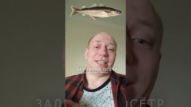 Заливной осётр смотреть онлайн
