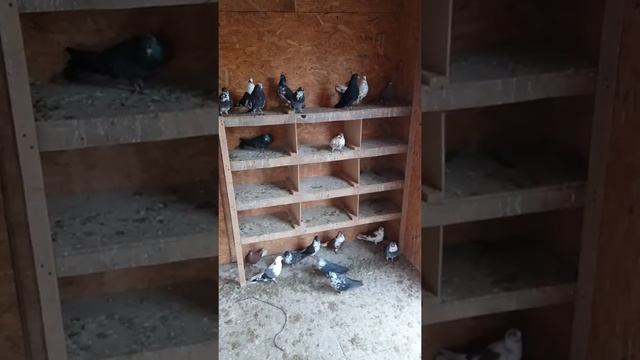 Моя голубятня